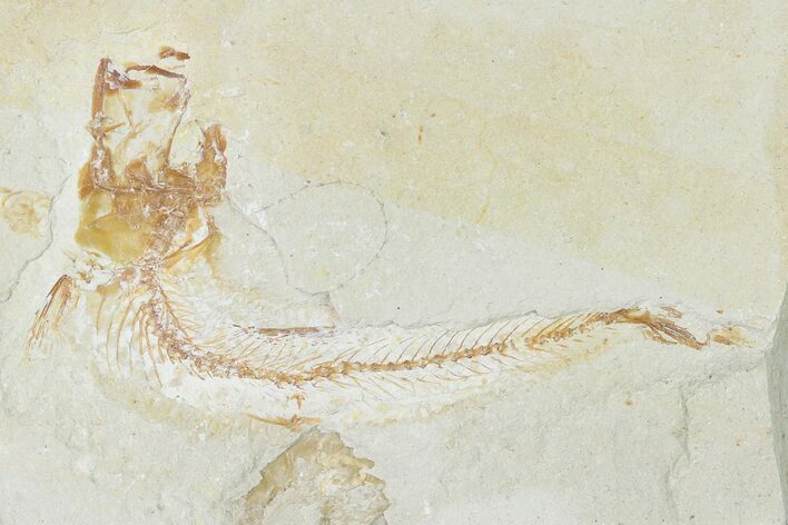 Bargain, Cretaceous Fossil Fish - Lebanon #162846